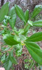 Cartrema americana