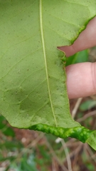 Cartrema americana