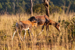 Damaliscus pygargus phillipsi