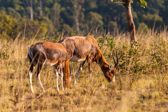 Damaliscus pygargus phillipsi