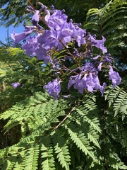 Jacaranda