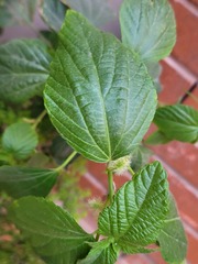 Acalypha arvensis