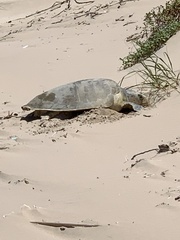 Lepidochelys kempii