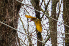 Colaptes auratus auratus