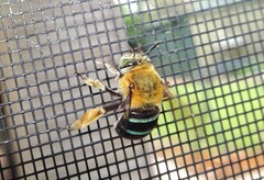 Amegilla cingulata