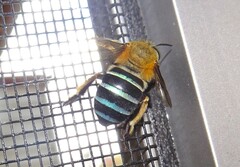 Amegilla cingulata