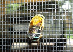 Amegilla cingulata