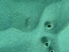 Citharichthys stigmaeus