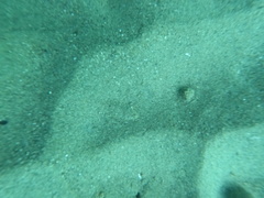 Citharichthys stigmaeus