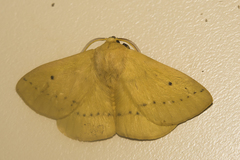 Anthela inornata