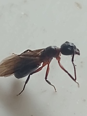 Dolichoderus diversus