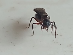 Dolichoderus diversus