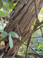 Eucalyptus cinerea