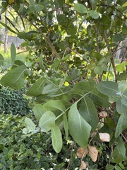 Eucalyptus cinerea