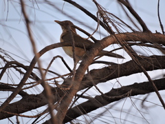 Turdus grayi