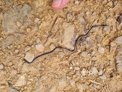 Leptotyphlops scutifrons