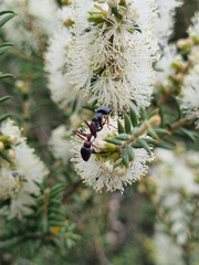 Myrmecia pilosula