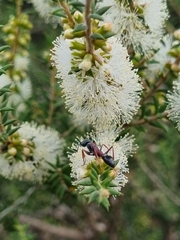 Myrmecia pilosula