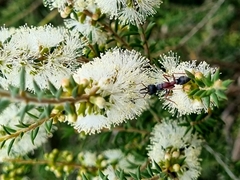 Myrmecia pilosula