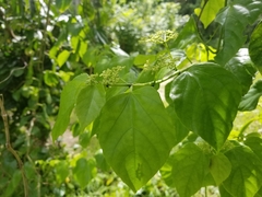 Cissus verticillata