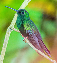 Chalybura urochrysia