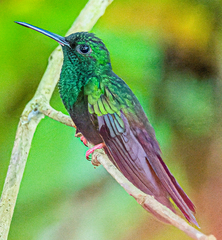 Chalybura urochrysia