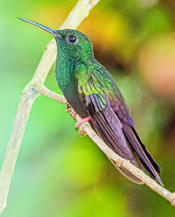Chalybura urochrysia