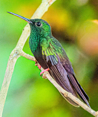 Chalybura urochrysia
