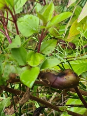 Procecidochares utilis