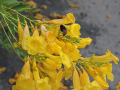 Xylocopa tabaniformis