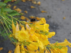 Xylocopa tabaniformis