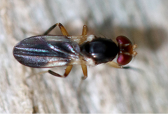 Anthomyzidae