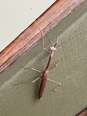 Archimantis
