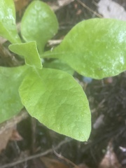 Verbesina virginica