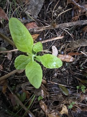 Verbesina virginica