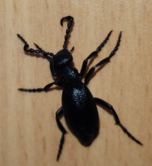 Meloe proscarabaeus