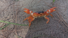 Gecarcinus lateralis