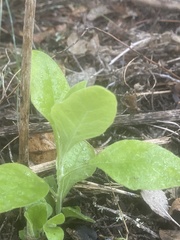Verbesina virginica