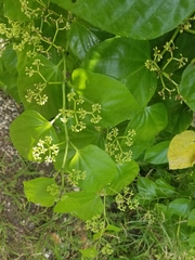 Cissus verticillata