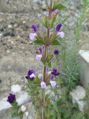 Salvia viridis