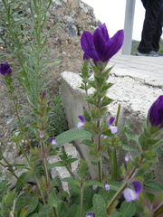 Salvia viridis