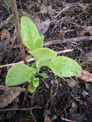 Verbesina virginica