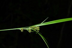 Hypolytrum longifolium