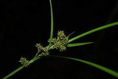 Hypolytrum longifolium