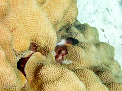 Stegastes partitus