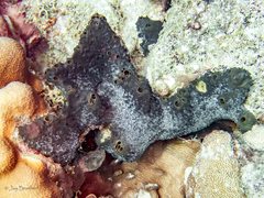 Smenospongia conulosa