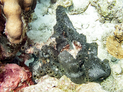 Smenospongia conulosa