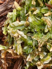 Pallavicinia lyellii