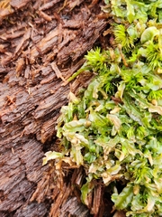 Pallavicinia lyellii
