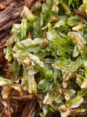 Pallavicinia lyellii
